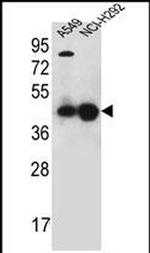PURA Antibody in Western Blot (WB)