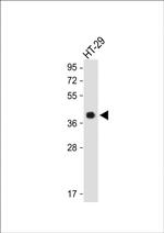 OR2AT4 Polyclonal Antibody