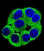 OR2T3 Polyclonal Antibody