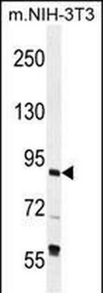 GTF3C4 Polyclonal Antibody