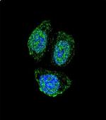 IL17B Antibody in Immunocytochemistry (ICC/IF)