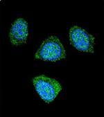 PDE3B Antibody in Immunocytochemistry (ICC/IF)