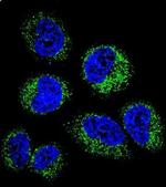 GGH Antibody in Immunocytochemistry (ICC/IF)