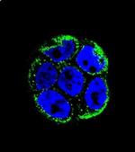 VILL Antibody in Immunocytochemistry (ICC/IF)