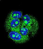 MBD3L3 Antibody in Immunocytochemistry (ICC/IF)