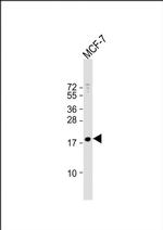 MBD3L3 Antibody in Western Blot (WB)