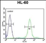 SPECC1L Antibody in Flow Cytometry (Flow)