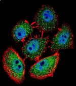 SPECC1L Antibody in Immunocytochemistry (ICC/IF)