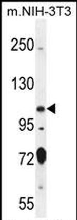 SPECC1L Antibody in Western Blot (WB)