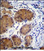 Morn5 Antibody in Immunohistochemistry (Paraffin) (IHC (P))
