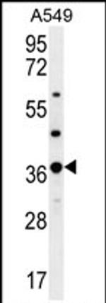 OR4M1 Antibody in Western Blot (WB)