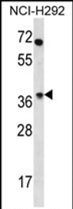 OR4N2 Antibody in Western Blot (WB)