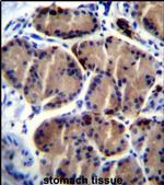 LIPC Antibody in Immunohistochemistry (IHC)