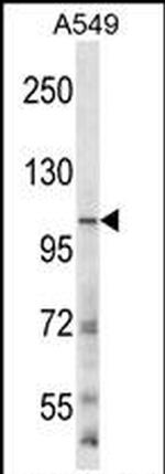 NMDAR3B Antibody in Western Blot (WB)