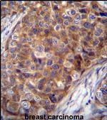 COX7A2L Antibody in Immunohistochemistry (IHC)