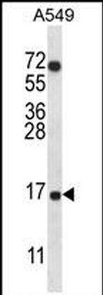 COX7A2L Antibody in Western Blot (WB)