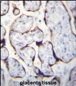 LETM2 Antibody in Immunohistochemistry (IHC)