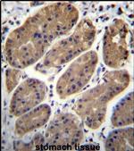 TMEM181 Antibody in Immunohistochemistry (IHC)