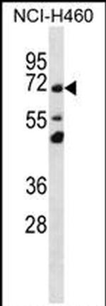 TMEM181 Antibody in Western Blot (WB)