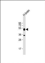 IDO2 Antibody in Western Blot (WB)
