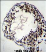 CFAP69 Antibody in Immunohistochemistry (IHC)