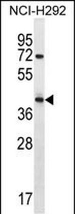 ARRDC5 Polyclonal Antibody