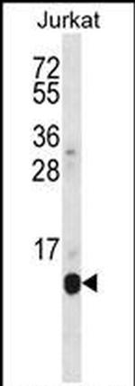 POLR2G Antibody in Western Blot (WB)