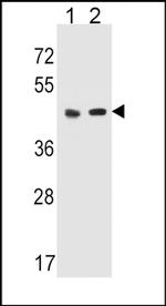 HTR4 Antibody in Western Blot (WB)