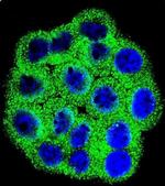 CDKN2B Antibody in Immunocytochemistry (ICC/IF)