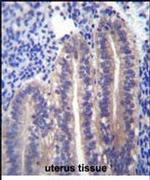 ANGPTL7 Antibody in Immunohistochemistry (IHC)