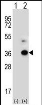ANGPTL7 Antibody in Western Blot (WB)