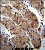 MLNR Antibody in Immunohistochemistry (IHC)