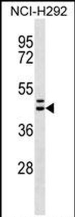 MLNR Antibody in Western Blot (WB)