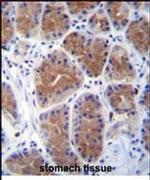 MID1IP1 Antibody in Immunohistochemistry (IHC)