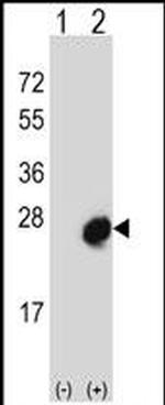 MID1IP1 Antibody in Western Blot (WB)