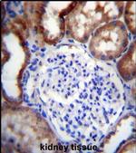 LINGO4 Antibody in Immunohistochemistry (IHC)