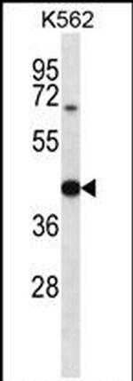 OXA1L Antibody in Western Blot (WB)