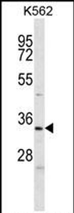 ELAVL2 Antibody in Western Blot (WB)