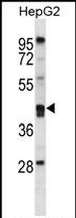 PON2 Antibody in Western Blot (WB)