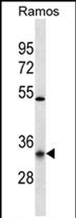 OR10G9 Antibody in Western Blot (WB)