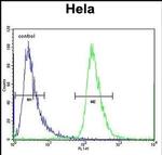 CHI3L2 Antibody in Flow Cytometry (Flow)
