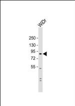 SUSD2 Antibody in Western Blot (WB)
