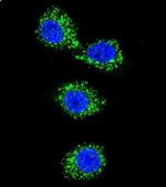 MPP3 Antibody in Immunocytochemistry (ICC/IF)