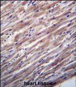 RASD1 Polyclonal Antibody