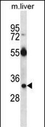 RASD1 Antibody in Western Blot (WB)