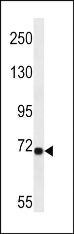 LRP10 Polyclonal Antibody