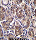 AMELX Antibody in Immunohistochemistry (IHC)