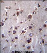 TMEM55B Antibody in Immunohistochemistry (IHC)