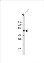 WDR45 Antibody in Western Blot (WB)