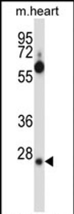SRSF8 Antibody in Western Blot (WB)